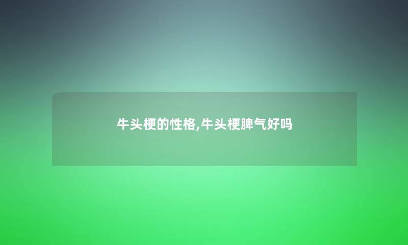 牛头梗的性格,牛头梗脾气好吗