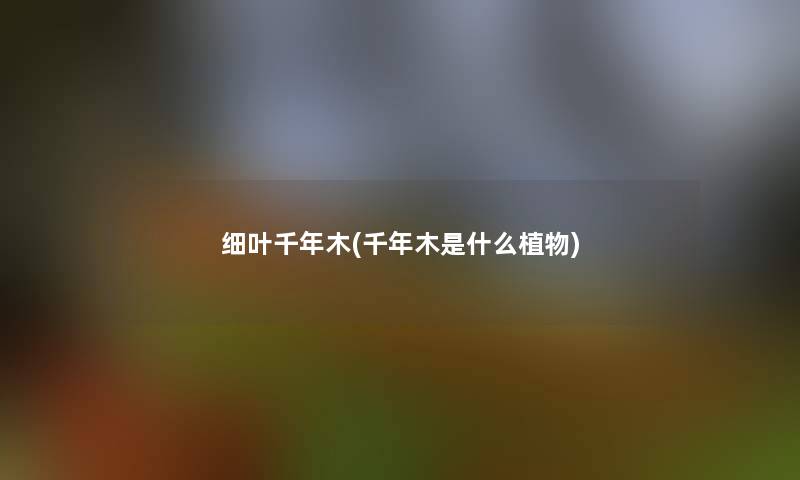 细叶千年木(千年木是什么植物)