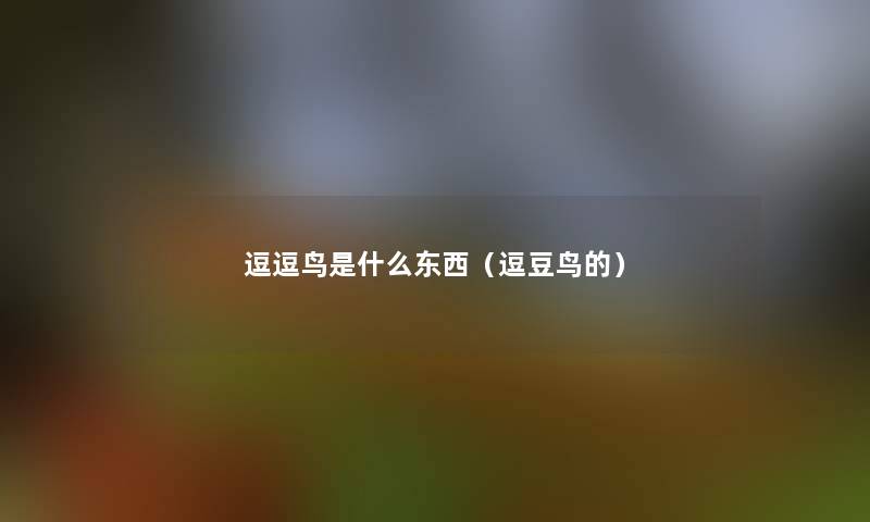 逗逗鸟是什么东西（逗豆鸟的）